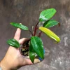 Variegated Philodendron Strawberry Shake Live Plant - Rare Indoor Collector - Image 1