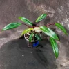 Variegated Philodendron Strawberry Shake Live Plant - Rare Collector Houseplant - Image 1