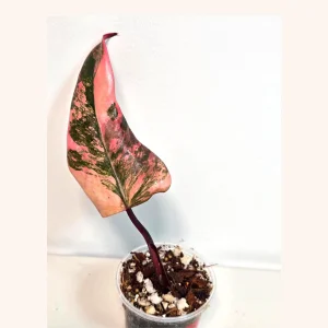 Variegated Philodendron Strawberry Shake Live Plant - Pink Philodendron - Image 1