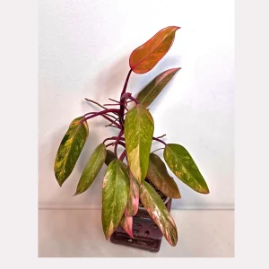 Variegated Philodendron Strawberry Shake Live Plant - Rare Pink Collector Plant - Indoor Houseplant - Image 1