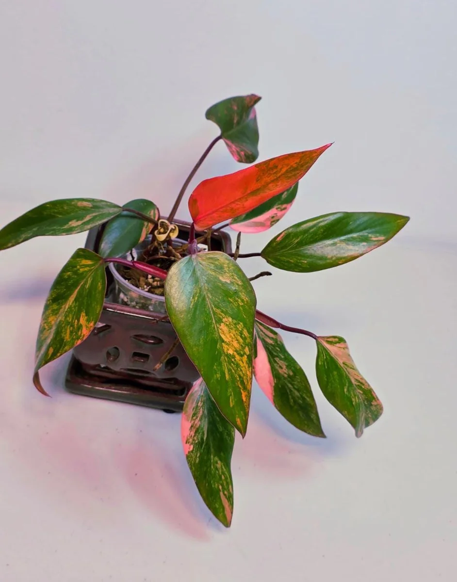 Variegated Philodendron Strawberry Shake Live Plant - Rare Pink Collector Houseplant - Image 1