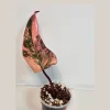 Variegated Philodendron Strawberry Shake Live Plant - Rare Pink Houseplant - Image 1