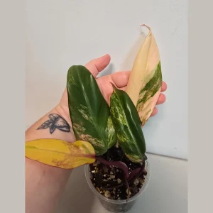 Variegated Philodendron Strawberry Shake Live Plant - Pink Houseplant - Image 1