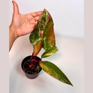 Variegated Philodendron Strawberry Shake Live Plant - Indoor - Pink & Green Foliage - Image 1