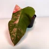 Variegated Philodendron Strawberry Shake Live Plant - Pink & White Foliage - Image 1