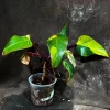 Variegated Philodendron Strawberry Shake Live Plant - Rare Indoor Houseplant - Image 1