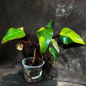 Variegated Philodendron Strawberry Shake Live Plant - Rare Indoor Houseplant - Image 1