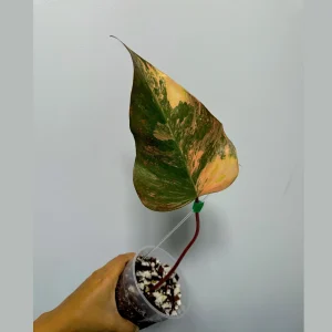 Variegated Philodendron Strawberry Shake Live Plant – Rare Indoor Aroid - Image 1
