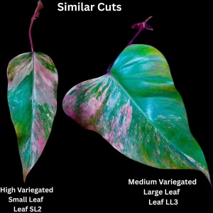 Variegated Philodendron Strawberry Shake Live Plant - Rare Aroid Houseplant - Image 1