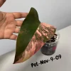 Variegated Philodendron Strawberry Shake Live Plant - Rare Pink & Yellow Foliage Houseplant - Image 1