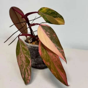 Variegated Philodendron Strawberry Shake Live Plant - Rare Houseplant - Exotic Indoor Plant - Image 2