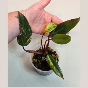 Variegated Philodendron Strawberry Shake Live Plant - Pink Philodendron - Image 2