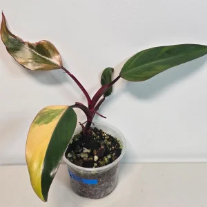 Variegated Philodendron Strawberry Shake Live Plant - Rare Pink Houseplant Indoor - Image 2