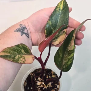 Variegated Philodendron Strawberry Shake Live Plant - Rare Indoor Houseplant - Image 2