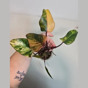 Variegated Philodendron Strawberry Shake Live Plant - Rare Pink Houseplant - Image 2