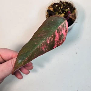 Variegated Philodendron Strawberry Shake Live Plant - Pink Philodendron Houseplant - Image 2