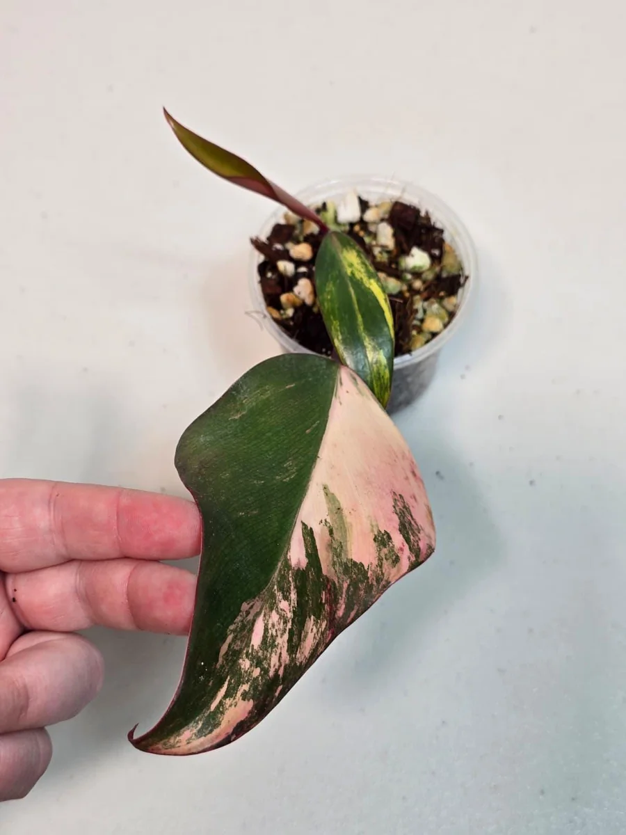 Variegated Philodendron Strawberry Shake Live Plant - Rare Pink Aroid Houseplant - Image 2