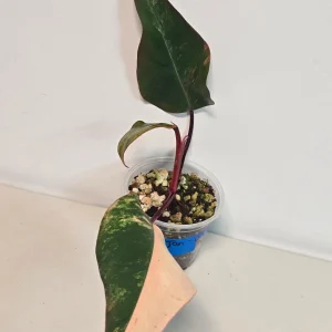 Variegated Philodendron Strawberry Shake Live Plant - Rare Pink Aroid Houseplant - Image 2