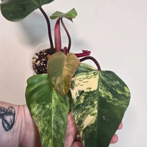 Variegated Philodendron Strawberry Shake Live Plant - Rare Indoor Pink Plant - Image 2