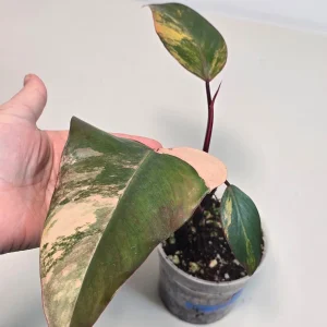 Variegated Philodendron Strawberry Shake Live Plant - Rare Pink Houseplant - Image 2