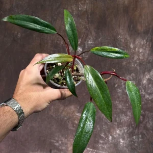 Variegated Philodendron Strawberry Shake Live Plant - Rare Collector Houseplant - Image 2