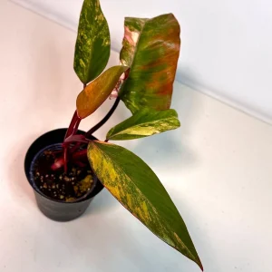 Variegated Philodendron Strawberry Shake Live Plant - Rare Pink Houseplant - Image 2