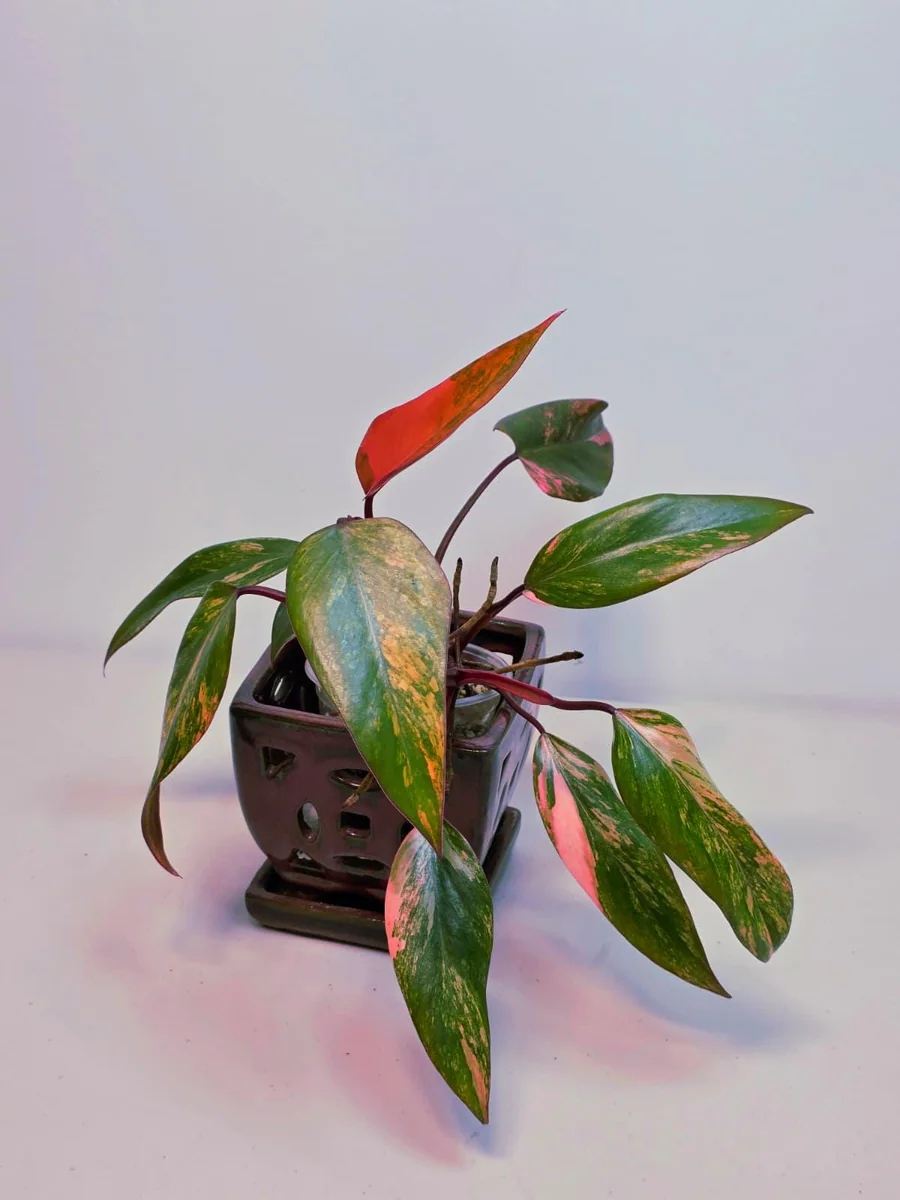 Variegated Philodendron Strawberry Shake Live Plant - Rare Pink Collector Houseplant - Image 2