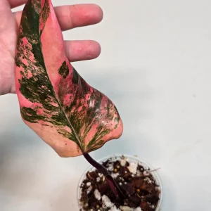 Variegated Philodendron Strawberry Shake Live Plant - Rare Pink Houseplant - Image 2