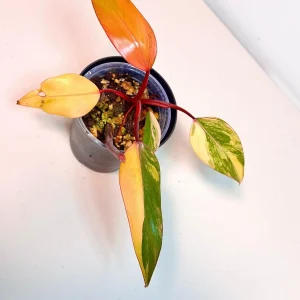 Variegated Philodendron Strawberry Shake Live Plant - Pink Aroid Houseplant - Image 2