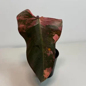 Variegated Philodendron Strawberry Shake Live Plant - Pink Philodendron Houseplant - Image 2