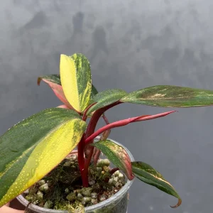 Variegated Philodendron Strawberry Shake Live Plant – Rare Potted Houseplant - Image 2