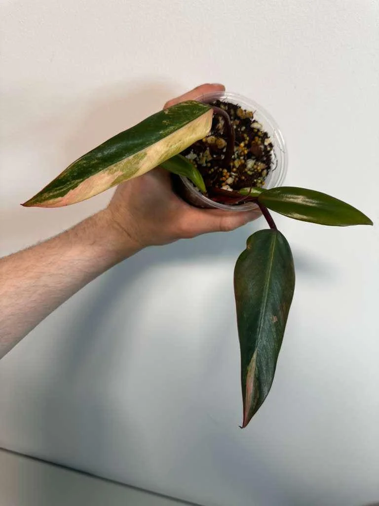 Variegated Philodendron Strawberry Shake Live Plant - Rare Indoor Aroid - Image 2