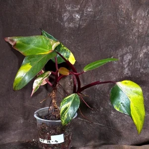 Variegated Philodendron Strawberry Shake Live Plant - Rare Indoor Houseplant - Image 2