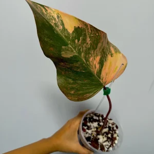 Variegated Philodendron Strawberry Shake Live Plant – Rare Indoor Aroid - Image 2