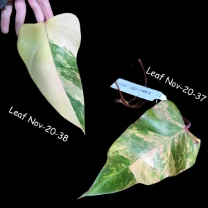 Variegated Philodendron Strawberry Shake Live Plant Cutting - Pink & Cream Foliage - Image 2