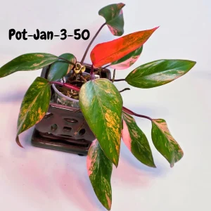 Variegated Philodendron Strawberry Shake Live Plant - Rare Pink & Yellow Foliage Houseplant - Image 2