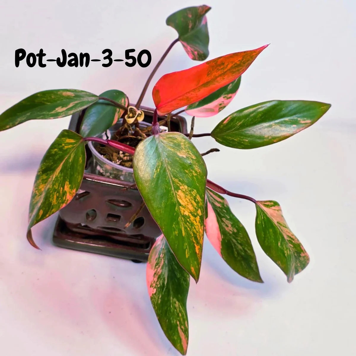 Variegated Philodendron Strawberry Shake Live Plant - Rare Pink & Yellow Foliage Houseplant - Image 2