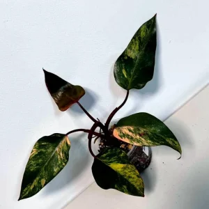 Variegated Philodendron Strawberry Shake Live Plant - Rare Indoor Plant - Image 2