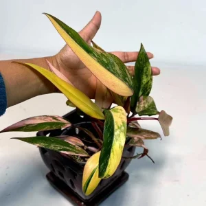 Variegated Philodendron Strawberry Shake Live Plant - Rare Indoor Houseplant - Image 2