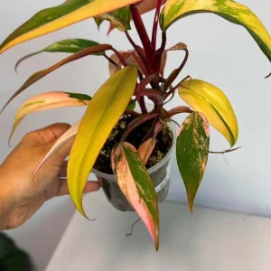 Variegated Philodendron Strawberry Shake Live Plant - Rare Indoor Collector Aroid - Image 2