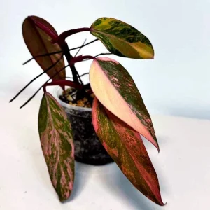 Variegated Philodendron Strawberry Shake Live Plant - Rare Houseplant - Image 2