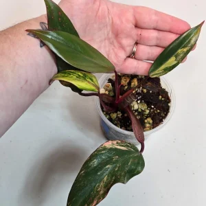 Variegated Philodendron Strawberry Shake Live Plant - Pink Philodendron - Image 2