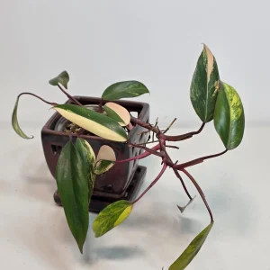 Variegated Philodendron Strawberry Shake Live Plant - Rare Pink Indoor Collector Plant - Image 2