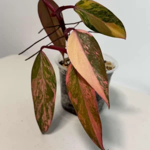Variegated Philodendron Strawberry Shake Live Plant - Rare Houseplant - Exotic Indoor Plant - Image 3
