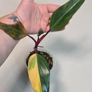 Variegated Philodendron Strawberry Shake Live Plant - Rare Pink Aroid Houseplant - Image 3