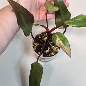 Variegated Philodendron Strawberry Shake Live Plant - Rare Pink Houseplant - Image 3