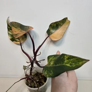 Variegated Philodendron Strawberry Shake Live Plant - Rare Pink Houseplant - Image 3