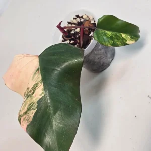 Variegated Philodendron Strawberry Shake Live Plant - Rare Pink Houseplant - Image 3