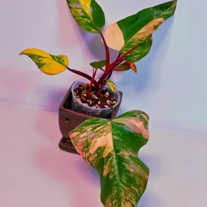 Variegated Philodendron Strawberry Shake Live Plant - Pink Philodendron Houseplant - Image 3