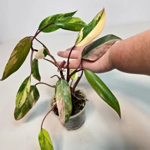 Variegated Philodendron Strawberry Shake Live Plant - Pink Philodendron - Image 3